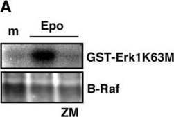 Anti-B-Raf Antibody Upstate&#174;, from rabbit