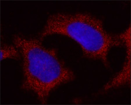 Monoclonal Anti-FTH1 antibody produced in mouse ~1.0&#160;mg/mL, clone FTH24, purified immunoglobulin