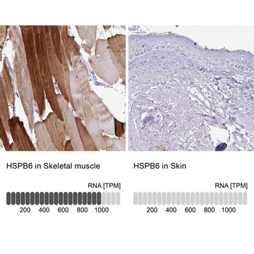 Anti-HSPB6 antibody produced in rabbit Prestige Antibodies&#174; Powered by Atlas Antibodies, affinity isolated antibody, buffered aqueous glycerol solution