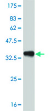 Monoclonal Anti-PITX1, (C-terminal) antibody produced in mouse clone 6D4, purified immunoglobulin, buffered aqueous solution