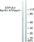Anti-ATP1 &#945; antibody produced in rabbit affinity isolated antibody