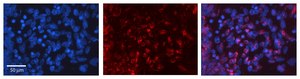 Anti-FGF2 antibody produced in rabbit affinity isolated antibody