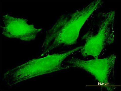Anti-PTTG1IP antibody produced in mouse purified immunoglobulin, buffered aqueous solution