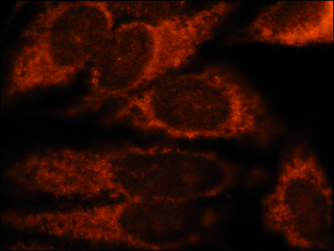 Anti-Derlin-3 antibody produced in rabbit ~1&#160;mg/mL, affinity isolated antibody, buffered aqueous solution