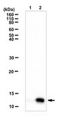 Anti-dimethyl Histone H4 (Arg3), Asymmetric Antibody from rabbit, purified by affinity chromatography