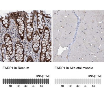 Anti-ESRP1 antibody produced in rabbit Prestige Antibodies&#174; Powered by Atlas Antibodies, affinity isolated antibody, buffered aqueous glycerol solution, Ab1