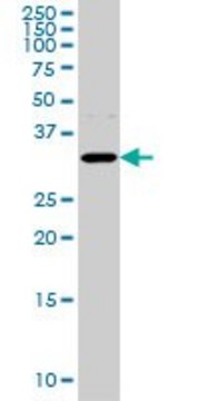 Monoclonal Anti-AQP8 antibody produced in mouse clone 1A1, purified immunoglobulin, buffered aqueous solution