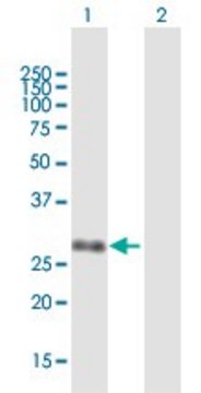 Anti-UBE2Z antibody produced in mouse purified immunoglobulin, buffered aqueous solution