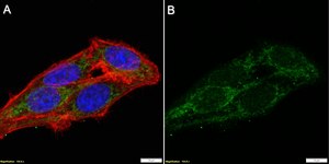 Anti-MAVS Antibody, clone 1L3 ZooMAb&#174; Rabbit Monoclonal recombinant, expressed in HEK 293 cells