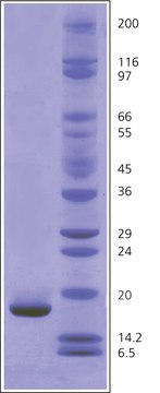 Myoglobin from equine skeletal muscle BioUltra, 95-100% (SDS-PAGE)