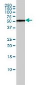 Monoclonal Anti-PTBP1 antibody produced in mouse clone 3H8, purified immunoglobulin, buffered aqueous solution