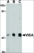 Anti-VISA (ab1) antibody produced in rabbit affinity isolated antibody, buffered aqueous solution