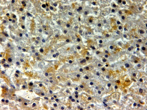 Anti-FTH1 antibody produced in goat affinity isolated antibody, buffered aqueous solution