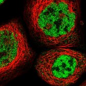 Anti-RBM5 antibody produced in rabbit Prestige Antibodies&#174; Powered by Atlas Antibodies, affinity isolated antibody, buffered aqueous glycerol solution