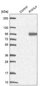 Anti-PIWIL4 antibody produced in rabbit Prestige Antibodies&#174; Powered by Atlas Antibodies, affinity isolated antibody, buffered aqueous glycerol solution