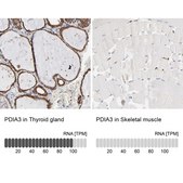Anti-PDIA3 antibody produced in rabbit Ab2, Prestige Antibodies&#174; Powered by Atlas Antibodies, affinity isolated antibody, buffered aqueous glycerol solution