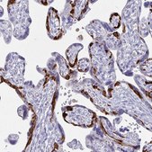 Anti-PEG10 antibody produced in rabbit Prestige Antibodies&#174; Powered by Atlas Antibodies, affinity isolated antibody, buffered aqueous glycerol solution