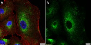 Anti-PTPRZ1 Antibody, clone 1J4 ZooMAb&#174; Rabbit Monoclonal recombinant, expressed in HEK 293 cells