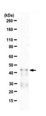 Anti-CREB Antibody Upstate&#174;, from rabbit