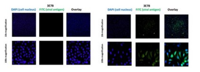 Anti-Chikungunya virus Antibody, clone 3E7b clone 3E7b, from mouse