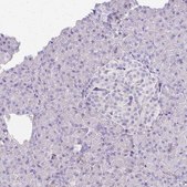 Anti-CCNB1 antibody produced in rabbit Prestige Antibodies&#174; Powered by Atlas Antibodies, affinity isolated antibody