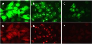 LentiBrite GFP-LC3 Lentiviral Biosensor