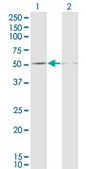 Monoclonal Anti-DUSP5 antibody produced in mouse clone 2F3, purified immunoglobulin, buffered aqueous solution