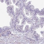 Anti-SPAG1 antibody produced in rabbit Prestige Antibodies&#174; Powered by Atlas Antibodies, affinity isolated antibody, buffered aqueous glycerol solution