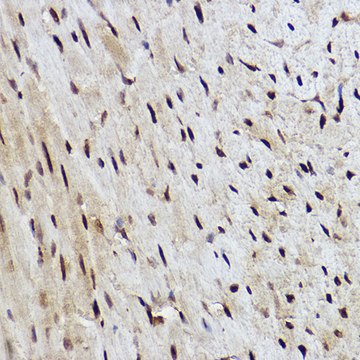 Anti-RANBP3 Antibody, clone 8H7W3, Rabbit Monoclonal