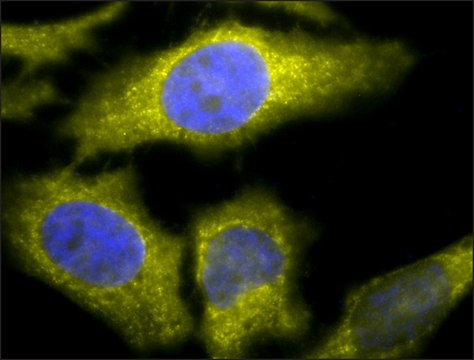 Monoclonal Anti-Tcp1 Alpha - Atto 390 antibody produced in rat clone 91a, purified immunoglobulin