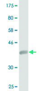 Monoclonal Anti-ISCA1 antibody produced in mouse clone 1A11, purified immunoglobulin, buffered aqueous solution