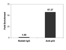 Magna ChIP&#174; Protein A Magnetic Beads Recombinant Protein A covalently bound to magnetic beads for use in chromatin immunoprecipitations (ChIP assays). These protein A beads provide users a more rapid, reproducible &amp; efficient reagent for collecting immunocomplexes vs. agarose beads.