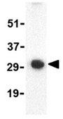 Anticorps anti-PDL-1 from rabbit, purified by affinity chromatography