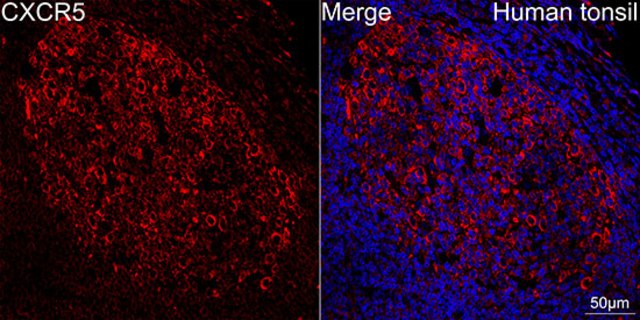 Anti-CXCR5 Antibody, clone 9Q10I2, Rabbit Monoclonal