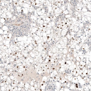 Monoclonal Anti-PAX8 antibody produced in mouse Prestige Antibodies&#174; Powered by Atlas Antibodies, clone CL7834, purified immunoglobulin, buffered aqueous glycerol solution
