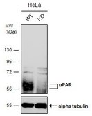 Anti-PLAUR antibody produced in rabbit affinity isolated antibody, buffered aqueous solution