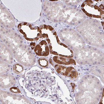 Anti-RBM18 antibody produced in rabbit Prestige Antibodies&#174; Powered by Atlas Antibodies, affinity isolated antibody, buffered aqueous glycerol solution