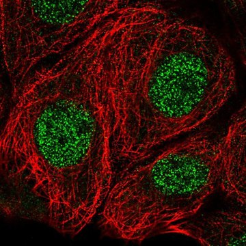 Anti-MSRA antibody produced in rabbit Prestige Antibodies&#174; Powered by Atlas Antibodies, affinity isolated antibody