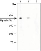Anti-Myosin Va (LF-18) antibody produced in rabbit ~0.4&#160;mg/mL, affinity isolated antibody, buffered aqueous solution
