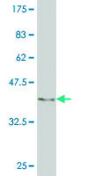 ANTI-EGR1 antibody produced in mouse clone 2H8, purified immunoglobulin, buffered aqueous solution