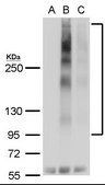 Anti-GPER (C-terminal) antibody produced in rabbit affinity isolated antibody, buffered aqueous solution