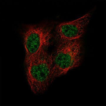 Monoclonal Anti-POU5F1 antibody produced in mouse Prestige Antibodies&#174; Powered by Atlas Antibodies, clone CL7621, purified immunoglobulin, buffered aqueous glycerol solution