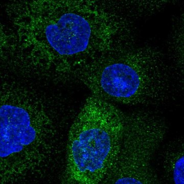 Anti-TMCO1 antibody produced in rabbit Prestige Antibodies&#174; Powered by Atlas Antibodies, affinity isolated antibody
