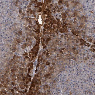 Anti-TRPC4AP antibody produced in rabbit Prestige Antibodies&#174; Powered by Atlas Antibodies, affinity isolated antibody, buffered aqueous glycerol solution