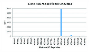 Anti-Trimethyl-Histone H3 (Lys27) antibody, Rabbit monoclonal recombinant, expressed in HEK 293 cells, clone RM175, purified immunoglobulin