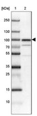 Anti-SSRP1 antibody produced in rabbit Prestige Antibodies&#174; Powered by Atlas Antibodies, affinity isolated antibody, buffered aqueous glycerol solution
