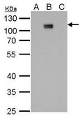 Monoclonal Anti-Dengue virus Type 2 NS5 protein antibody produced in mouse clone GT353, affinity isolated antibody