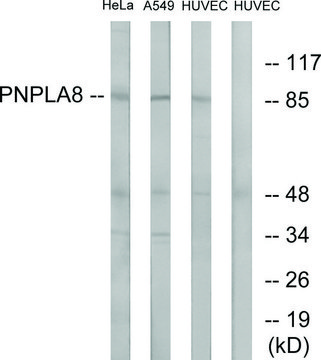 Anti-PNPLA8 antibody produced in rabbit affinity isolated antibody