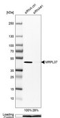 Anti-MRPL37 antibody produced in rabbit Prestige Antibodies&#174; Powered by Atlas Antibodies, affinity isolated antibody, buffered aqueous glycerol solution