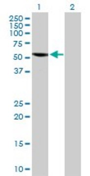 Anti-SPAG6 antibody produced in rabbit purified immunoglobulin, buffered aqueous solution